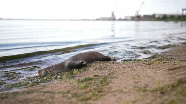 Dead otter on beach with industrial background factory.