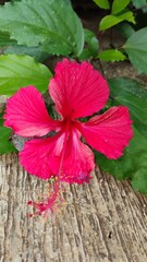 red hibiscus flower © siro