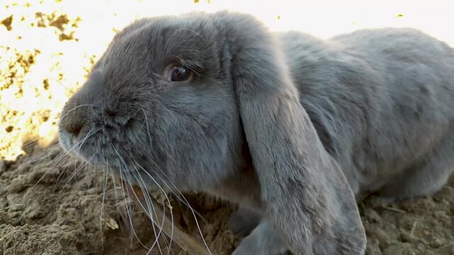 A close-up view shows a fluffy grey lop eared rabbit intently gnawing on a wooden twig while resting on the textured dirt ground.
