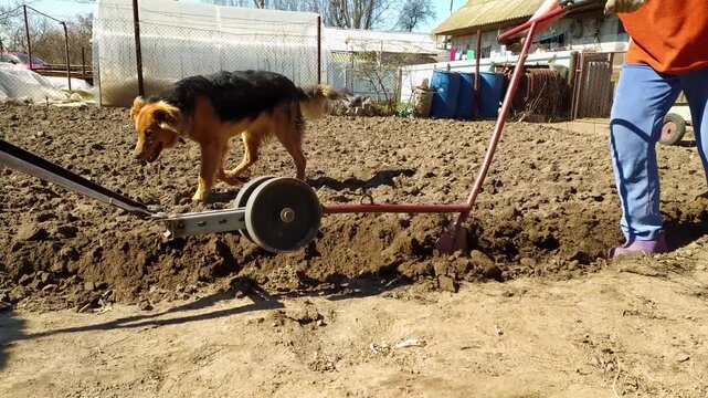 Farmers work together using a manual hand plow to till a garden plot while a black and tan dog walks through the loose soil on a sunny day.