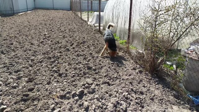 A medium-sized dog with black and tan fur busily digs in the loose soil of a fenced garden plot on a sunny day.