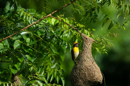 A male Baya Weaver in breeding plumage, featuring a bright yellow crown and breast, perched directly onto its masterfully grafted, retore shaped hanging nest woven with lush green background.