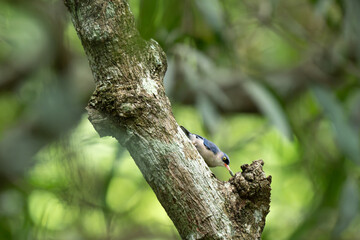 Fototapeta premium A close up shot of a Velvet fronted Nuthatch clinging to a textured, mossy tree trunk. Set against a soft, naturally blurred green foliage background.