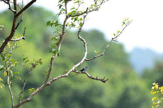A small Crested Treeswift perched on a bare tree branch against a soft, blurred green and blue background in the wild.