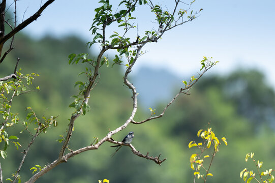 A small Crested Treeswift perched on a bare tree branch against a soft, blurred green and blue background in the wild.