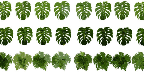 Monstera leaf pattern hand painted watercolor style on a white background botanical foliage leaves monstera deliciosa © Debashis