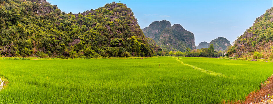 A panorama view of vibrant green rice paddies in Ninh Binh, Vietnam in the morning