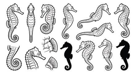 Vintage seahorse line art collection, hand drawn marine life illustrations, black and white nautical vector set for ocean themed branding © ishrat