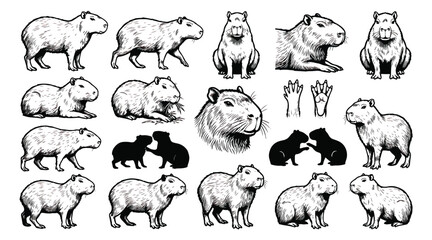 Vintage capybara illustration set, hand drawn wild animal sketches in engraving style, black and white rodent vector collection for nature branding © ishrat