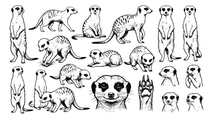 Vintage raccoon illustration set, hand drawn forest animal sketches, black and white wildlife vector collection with raccoon paw prints © ishrat