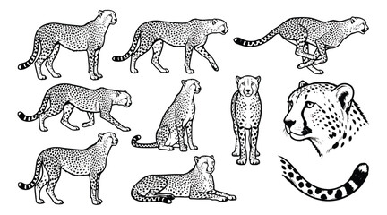 Vintage cheetah illustration set, black and white wild cat sketches in various poses, hand drawn leopard vector graphics for nature branding © ishrat