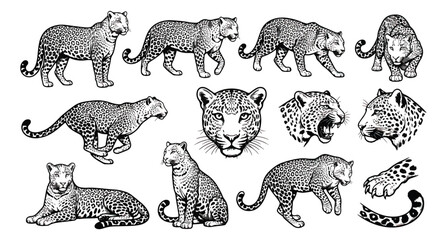 Vintage leopard engraving set, hand drawn wild cat illustrations in woodcut style, black and white jaguar sketches for nature branding and apparel design © ishrat