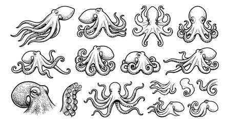 Vintage octopus engraving set, hand drawn sea creature illustrations, black and white nautical cephalopod sketches, 14 vector marine animal icons © ishrat