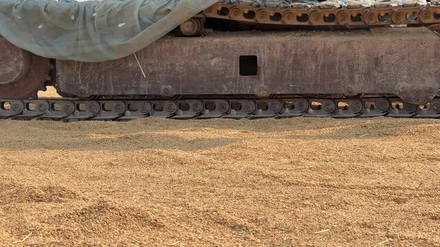 A small tracked tractor drives across drying rice on an open surface, assisting work during harvest season. Local farming
