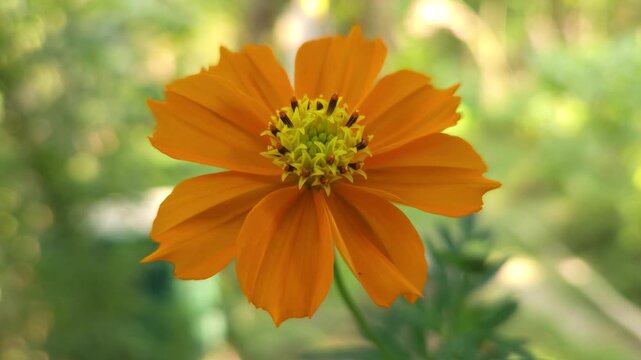 Vibrant orange cosmos flower Cosmos sulphureus blooming in a garden with a soft natural green bokeh background. The delicate petals and bright colors create an elegant nature scene