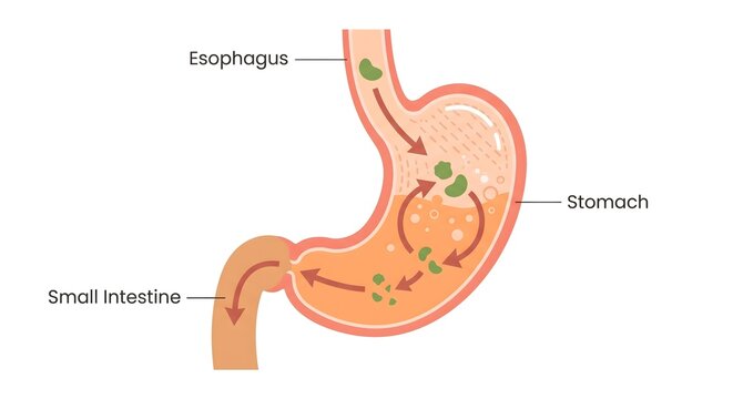 Human Digestive System Diagram Showing Food Digestion Process with Esophagus, Stomach, and Small Intestine Anatomy and Flow Arrows Isolated on White Background