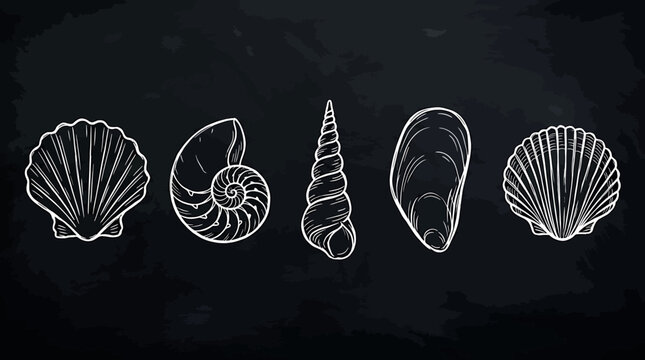 Set of hand drawn seashells on a black chalkboard background, vector illustration of various sea shells