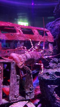 A large, beautifully colored lobster is seen walking along the coral reef in a display tank.