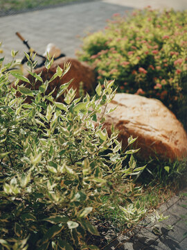 A spirea bush in a courtyard street against the backdrop of a children's bicycle in bokeh and a stone.
