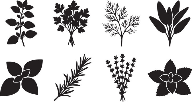 Culinary herbs and spices silhouette collection featuring basil, rosemary, mint, parsley, and dill vector illustrations.