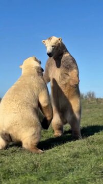 Two Blonde Bears fighting on Grass Field
