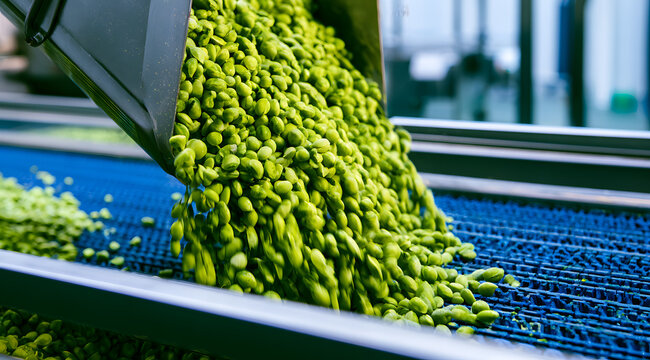 Fresh, vibrant green peas cascade from a metal chute onto a conveyor belt for processing and packaging. This modern plant operates within the food manufacturing industry. Automated sorting and product
