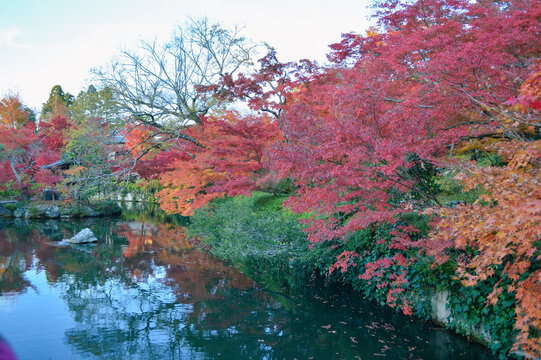 Autumn maples reflected in the Hojo-ike pond at Eikando (Zenrin-ji Temple), Kyoto, Japan