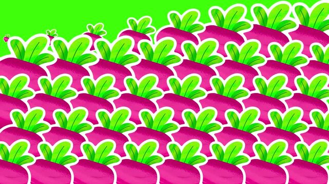 4K motion graphics transition animation of turnip on chroma key green screen background.