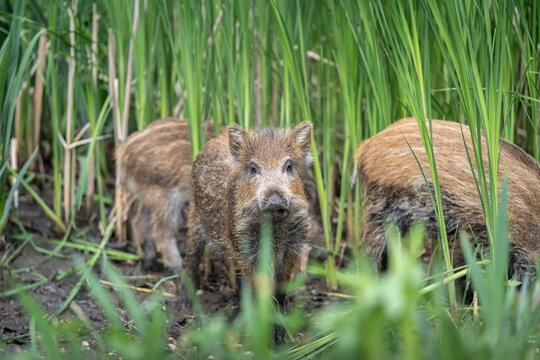 Wild Boar Sus Scrofa in Natural Forest Environment, European Wildlife