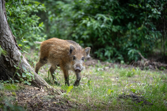 Wild Boar in Green Summer Forest Environment, Wildlife Photography