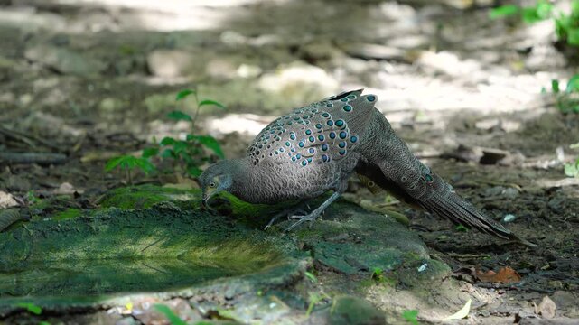 Grey Peacock Pheasant (Polyplectron bicalcaratum) forage on the ground in the forest.