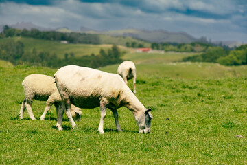 Fototapeta premium Sheep Grazing Green Pasture Under Cloudy Sky