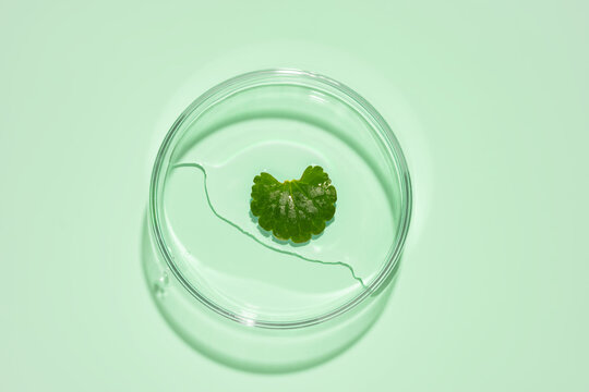 Green centella asiatica leaf in Petri dish with cosmetic gel sample on mint green background