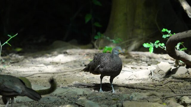 Grey Peacock Pheasant (Polyplectron bicalcaratum) forage on the ground in the forest.