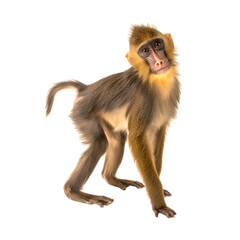 Fototapeta premium Young mandrill monkey standing looking back isolated on transparent background PNG element