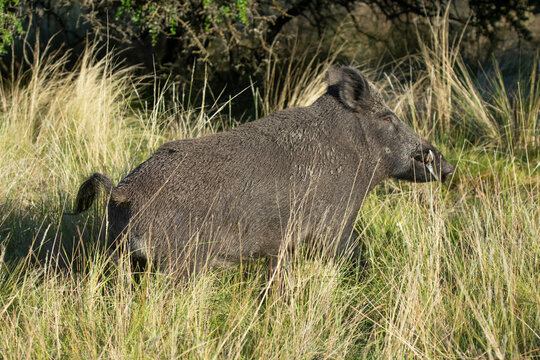 Wild boar in Pampas grass environment, La Pampa province, Patagonia, Argentina.