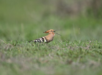 An action close-up of a Eurasian Hoopoe (Upupa epops) skillfully tossing a small beetle up into the air, with its long bill open wide and ready to swallow its prey on a green field. © VOLODYMYR KUCHERENKO