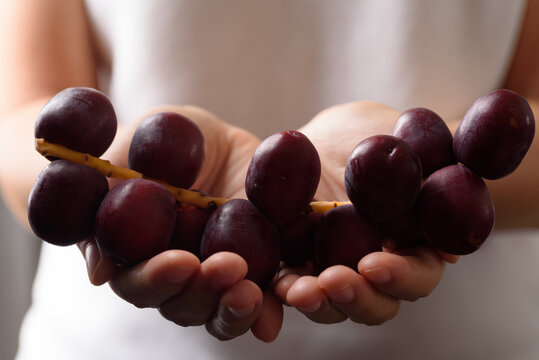 Close up of a woman's hand holding fresh ripe Khenaizi dates.