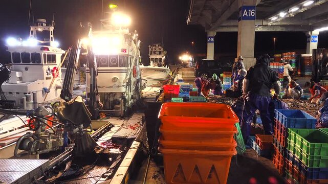 羅臼港のイカ荷揚げとイカ選別