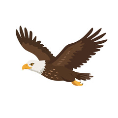 Fototapeta premium Juvenile eagle flying isolated on white background. Wildlife bird illustration representing adolescent stage before reaching adult maturity