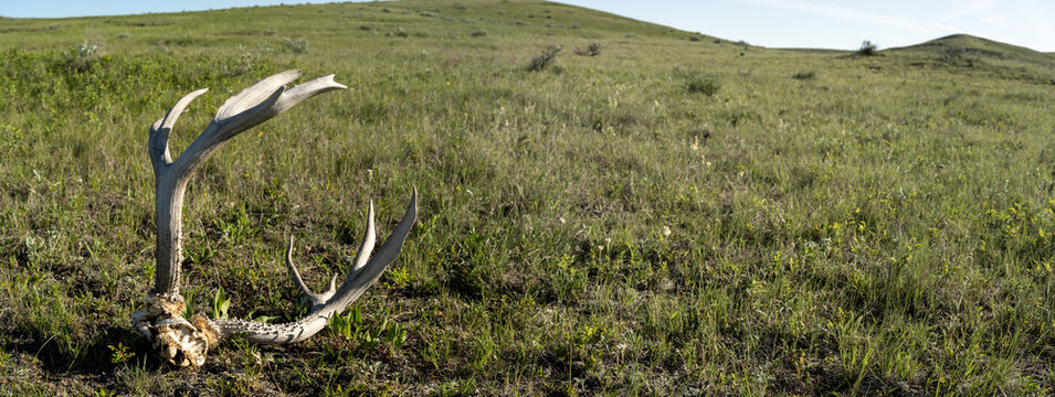 Panorama with mule deer antlers in the foreground and out of focus prairie hills in the background. The result of  a kill by wolves

