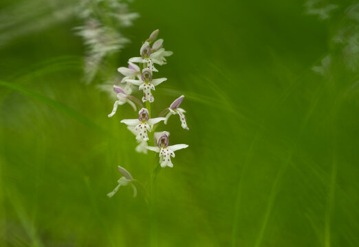 Beautiful wild round-leaved orchid wildflowers set in out-of-focus bright green grass creating a mysterious atmosphere 
