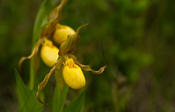 Bright yellow lady&rsquo;s slipper wildflowers with the front flower in sharp focus set in a muted green background
