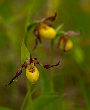 Beautiful bright yellow lady&rsquo;s slipper wildflowers with rain drops dripping off the flowers ana a softly focused background that includes other wildflowers
