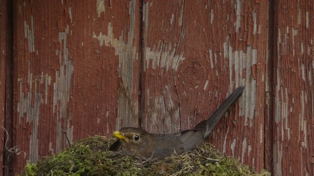 Female blackbird sits in a moss nest attached to a weathered wooden wall and later flies away from the nest.