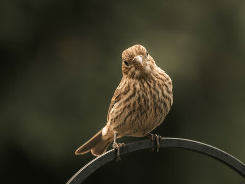 Female house finch songbird perched on a black curved metal structure with a soft dark green bokeh nature background
