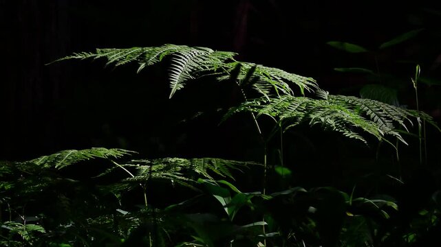 Branches with leaves of fern lit from sunlight in the forest.