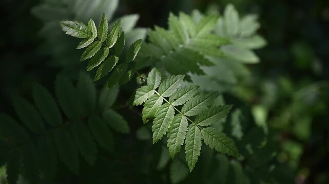 Branches with leaves of rowan tree from the forest shade into the sun rays.