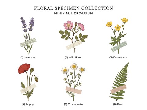 Set of hand drawn floral specimens featuring lavender wild rose buttercup poppy chamomile and fern leaf in a minimal herbarium style vintage botanical illustration