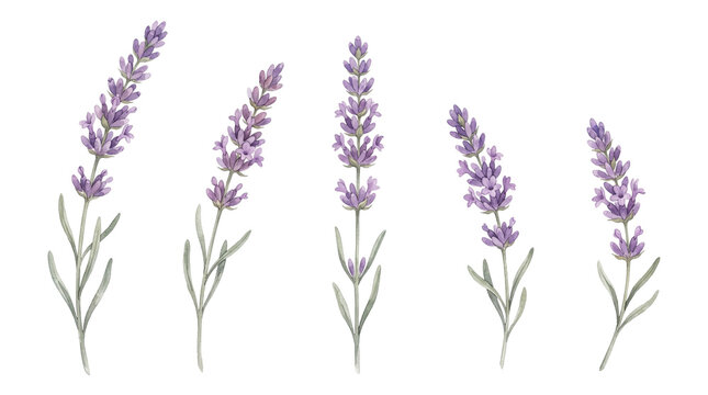 Lavender flower sprigs in watercolor style, purple floral botanical elements, set of five aromatic lavender stems for wedding invitations isolated PNG with Transparent Background